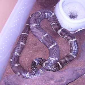 Lampropeltis getula "peninsula intergrade"