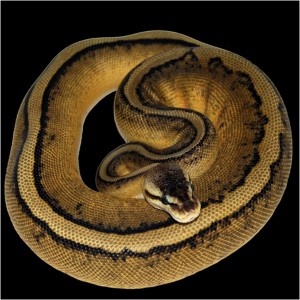 Pastel Genetic Stripe