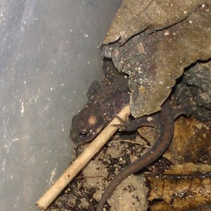 Ommatotriton ophryticus nesterovi - Juveniles