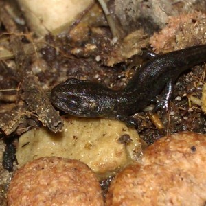 Ommatotriton ophryticus nesterovi - Metamórfico