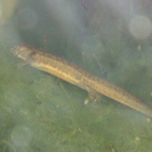 Ommatotriton ophryticus nesterovi - Larva