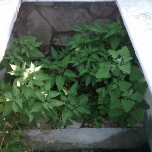 Instalación exterior para Ommatotriton