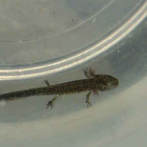 Neurergus strauchii strauchii - Larva