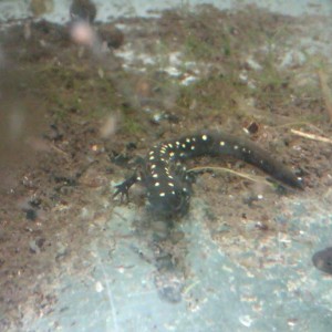 Neurergus strauchii strauchii - Larva