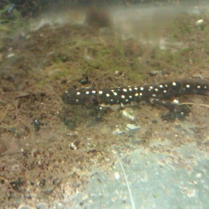 Neurergus strauchii strauchii - Larva