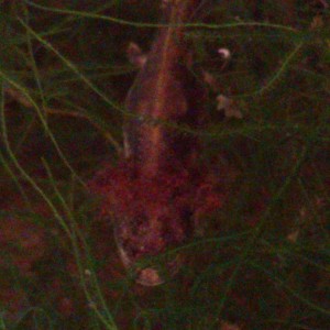 Cynops ensicauda popei