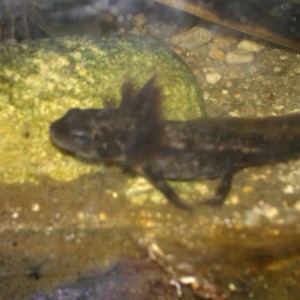 Cynops ensicauda popei