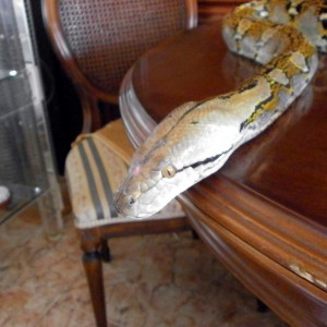retic2