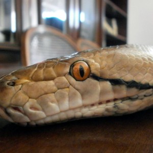 retic4