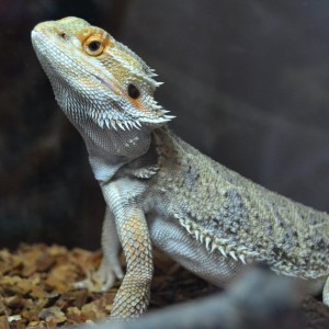 De nuevo Fénix, el papi, luciendo sus colores