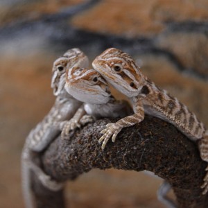 Babies, empiezan a sacar los colores