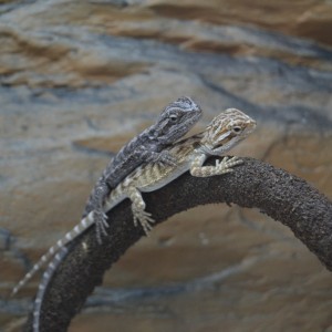 Una oscura y una clarita