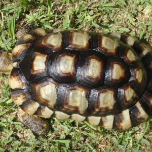 MARGINATA MACHO