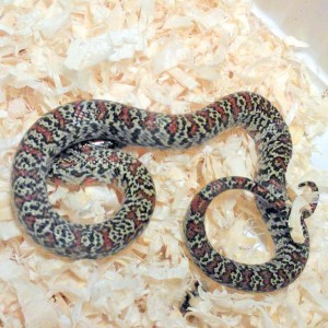 L.m.mexicana.granite hembra