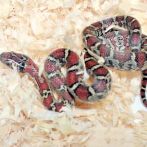 L.m.mexicana granite macho