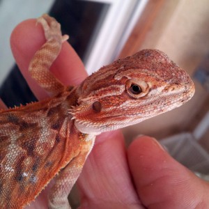 Mi pogona 1