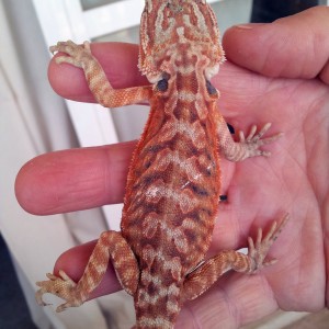 Mi pogona 2