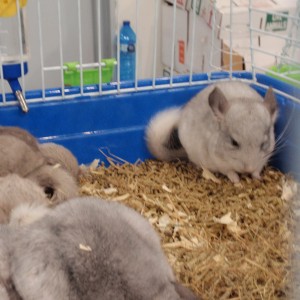 Chinchilla doméstica