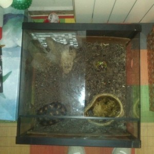 terrario y utensilios