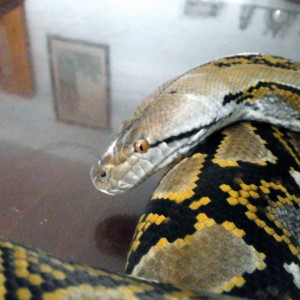 retic1