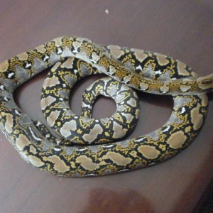 retic3