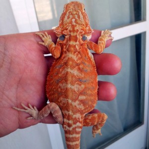 Pogona