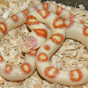 THAYERI KINGSNAKE X NELSONS MILKSNAKE 2