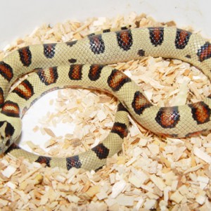 THAYERI KINGSNAKE X NELSONS MILKSNAKE 3