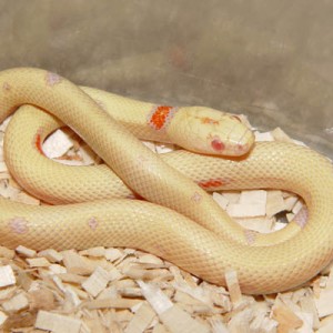 THAYERI KINGSNAKE X NELSONS MILKSNAKE