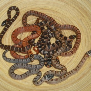 50 thayeri 25 ruthveni 25 corn