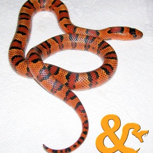Corn snake X variable king snake