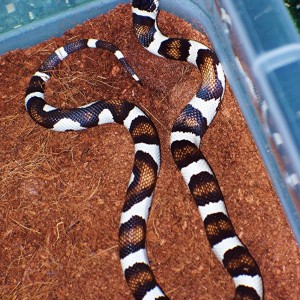 50 50 cali kingXalterna