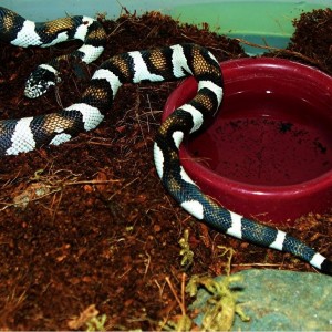 black gap alterna X b&w 50 50 desert cal king