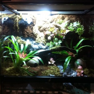 Mi primer terrario/vivario para dendros "terminado" - JOSSFROGS