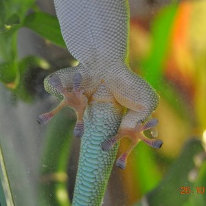 Sexo P. madagascariensis