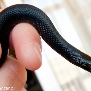 L. g. nigritus. P. Manzano