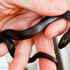 L. g. nigritus. P. Manzano