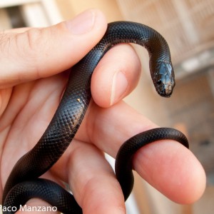 L. g. nigritus. P. Manzano