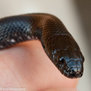 L. g. nigritus. P. Manzano