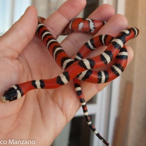 L. pyromelana woodini, P. Manzano