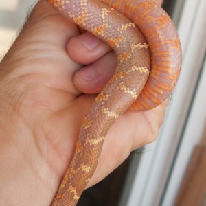 L. g. brooksi lavender, P. Manzano