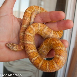 L. g. brooksi lavender, P. Manzano