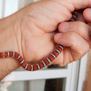 L. pyromelana knoblochi, P. Manzano