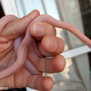 Guttata hypo opal stripe, P. Manzano