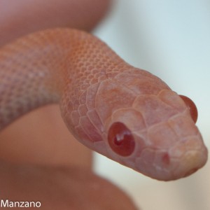 Guttata hypo opal stripe, P. Manzano