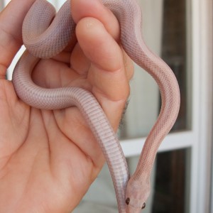 Guttata hypo lavender stripe, het. amel, P. Manzano