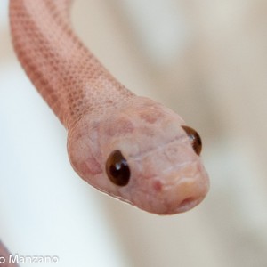 Guttata hypo lavender stripe, het. amel, P. Manzano