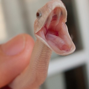 Pantherophis obsoletus lindheimeri leucística, P. Manzano