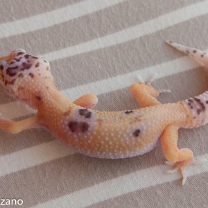 Bell sunglow enigma baby