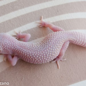 Blazzing blizzard baby